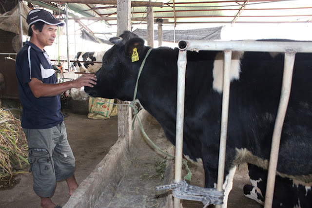 Anh Dũng ở xã Phương Đình, Đan Phượng bên đàn bò sữa của gia đình. (Ảnh: Thắng Văn)