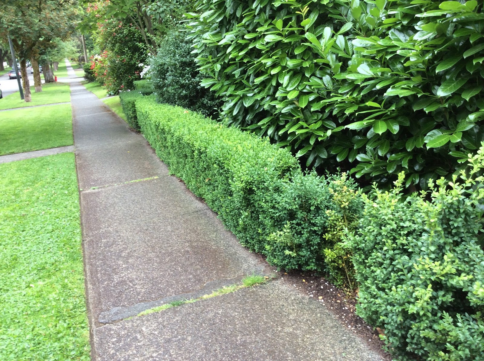 Views From Mount Dunbar Three inches of hedge too much