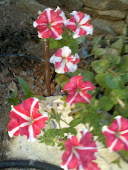 Petunia bicolor