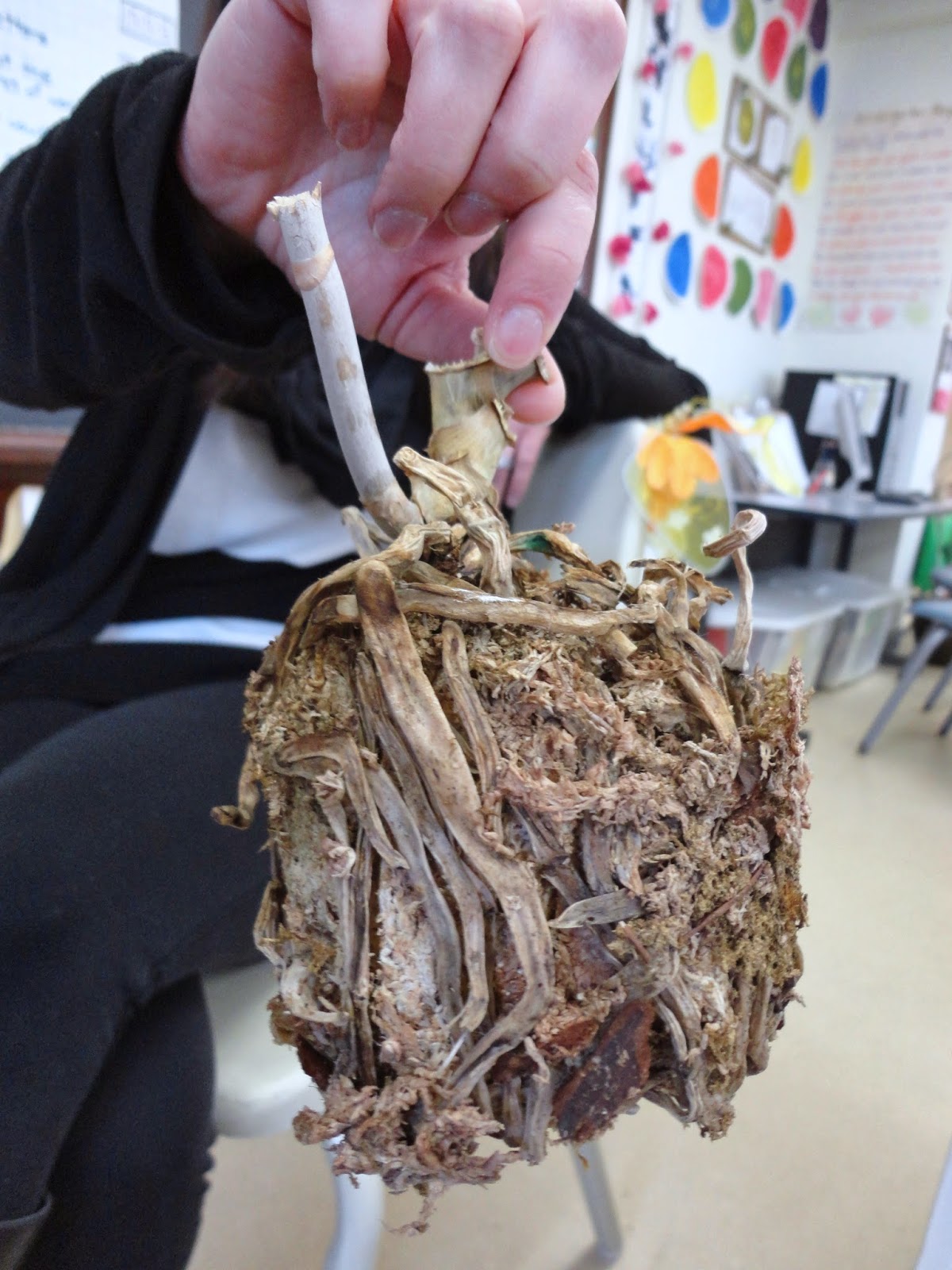 I LEARNED IT IN KINDERGARTEN!: Planting and Growing Inquiry Continued
