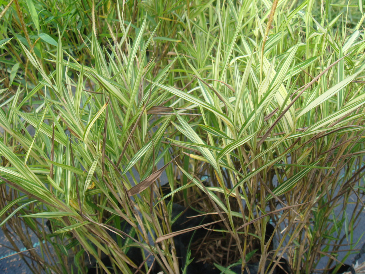 Bamboo Grove Photo Bamboo Grass