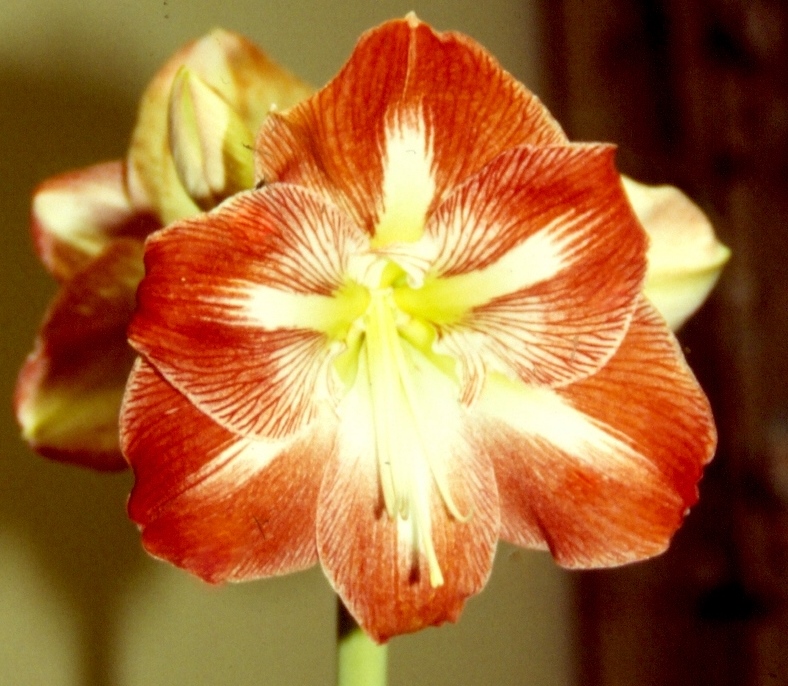 FORCING AMARYLLIS BULBS (CHRISTMAS LILIES) Sowing the Seeds