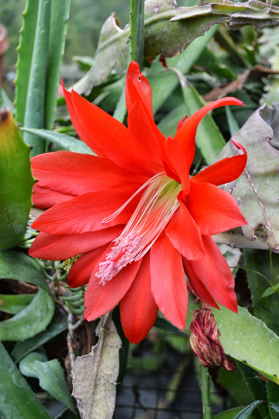 The Outlaw Gardener Vashon Island Part 3; Visiting Kathy's Corner Nursery