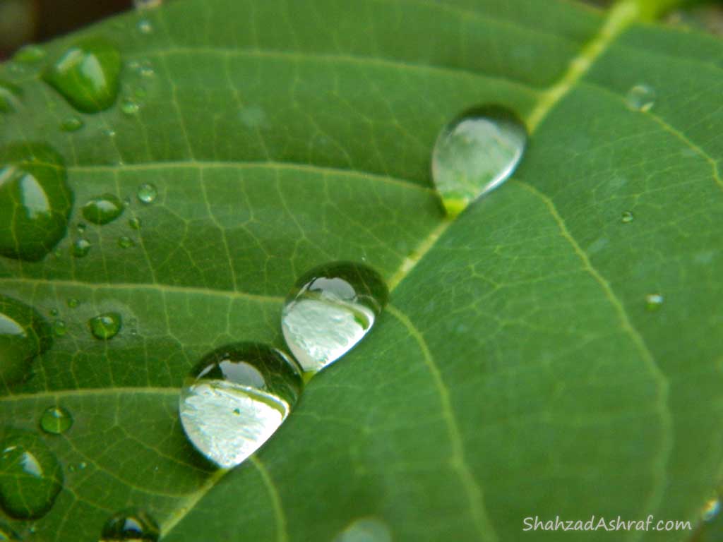 water droplets on Leaves after Rain shower