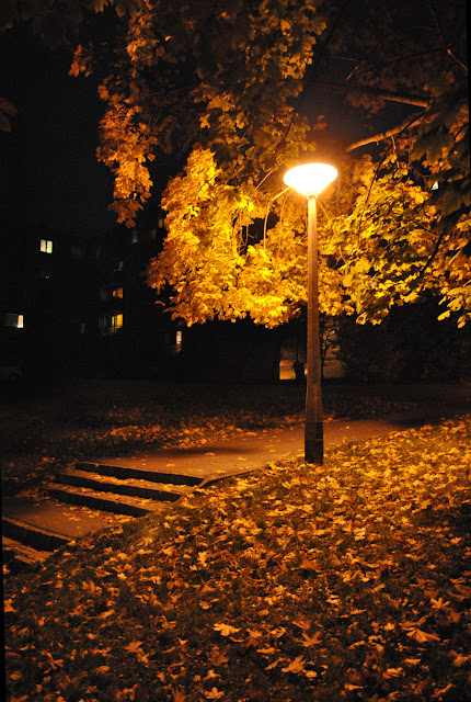 Autumn Night6