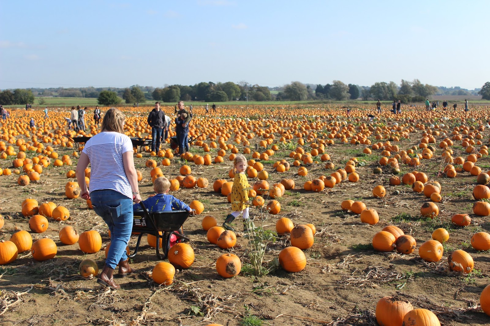 A Trip to the Pumpkin Patch Pick Your Own Pumpkins, Ashford 2017