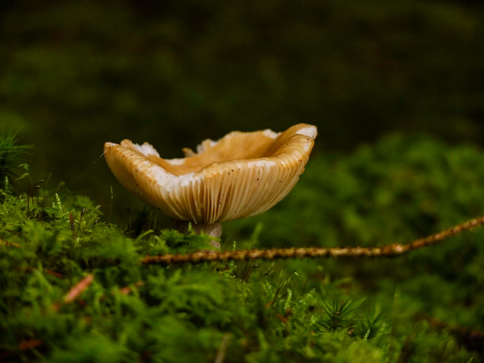 A light brown mushroom growing out of a moss covered forest floor.
