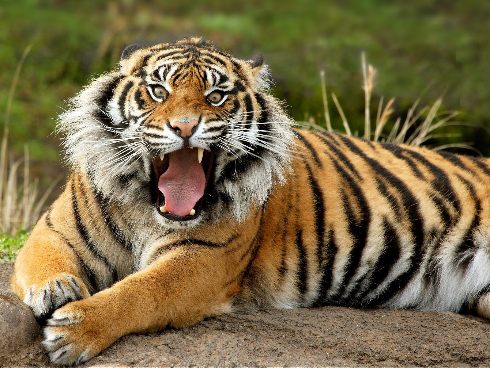 Daily Protein Science: Bengal Tiger Historical In Asia.