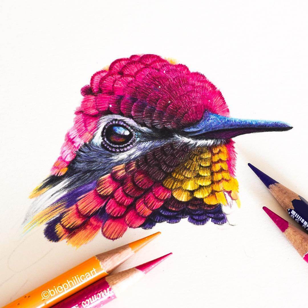 06-Hummingbird-Sallyann-Realistic-Animal-Pencil-Drawings-www-designstack-co