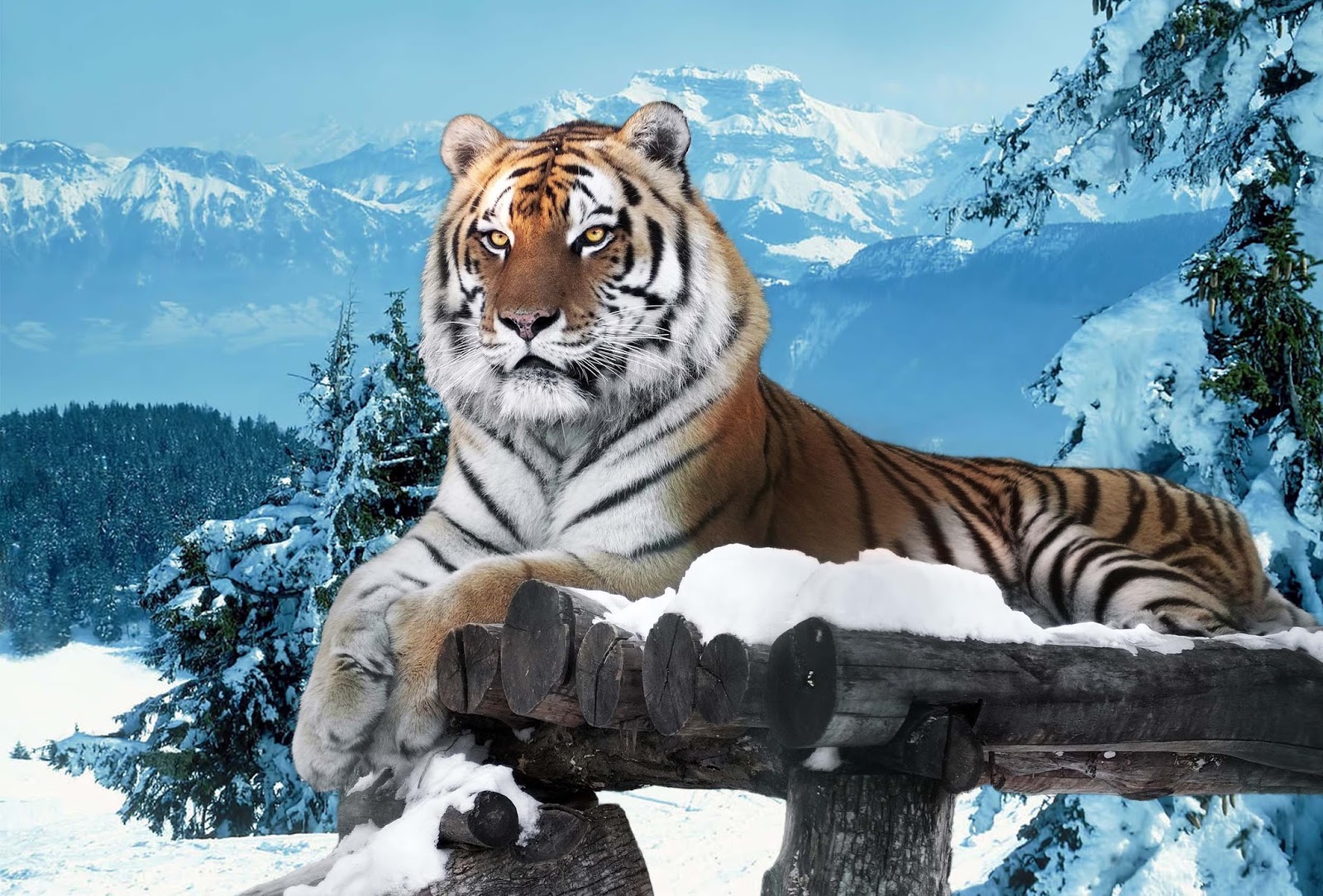 Inspiração Animal : Tigre - Inevitavel Expansão