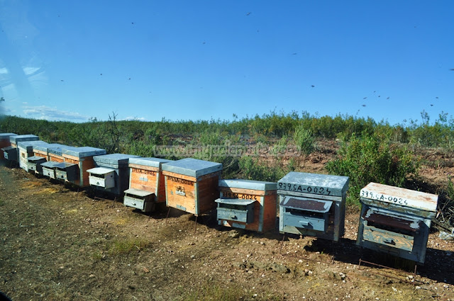 Abejas africanas en Cedillo