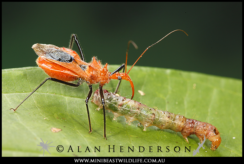 Minibeast Wildlife - Rainforest Encounters