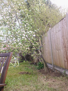The Staked Apple Tree
