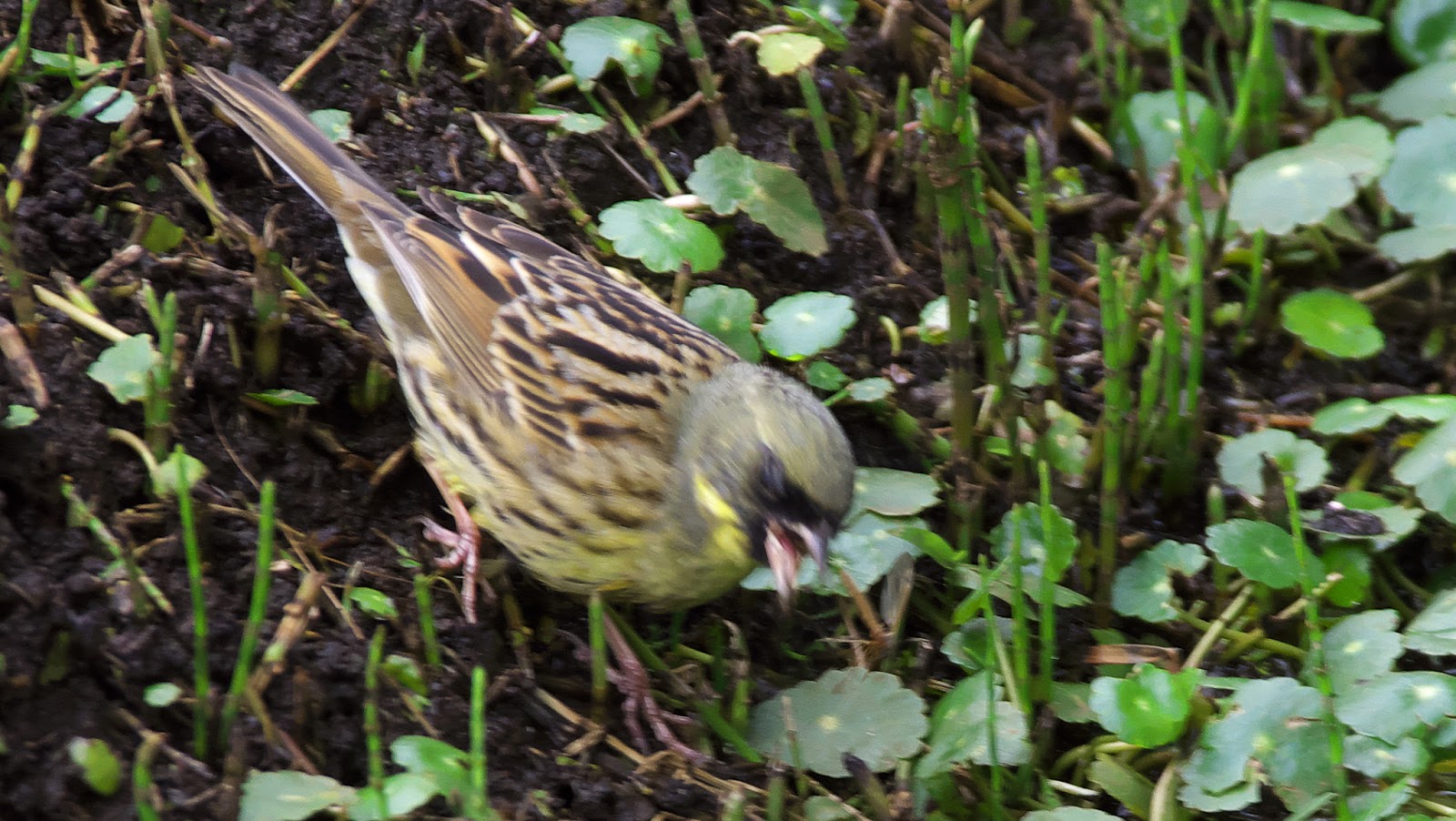 環境保護主義者とは何ですか、そして彼らは何をしているのですか - Ecosocialistas