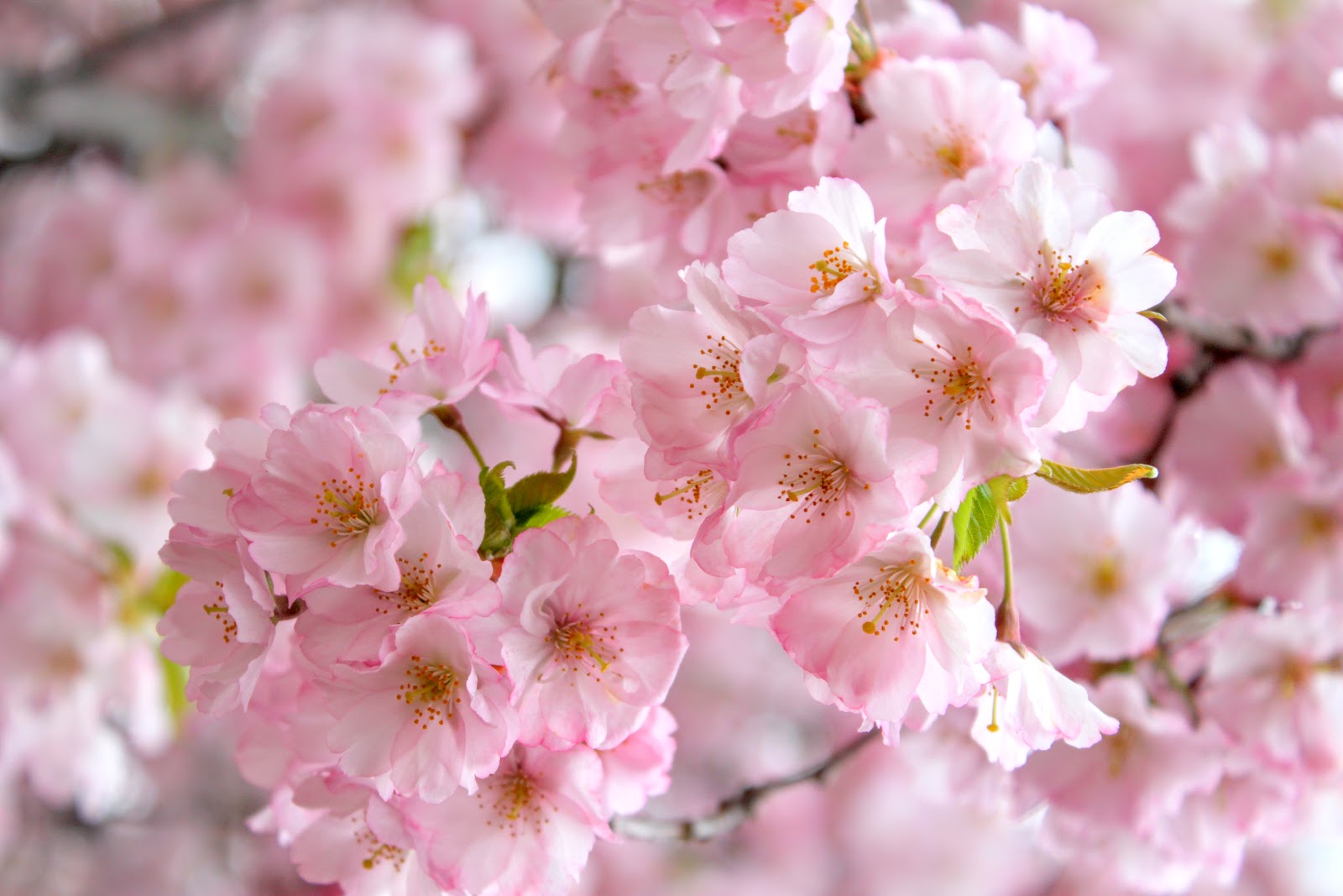 Widow's Endorphins: Cherry Blossom Haiku