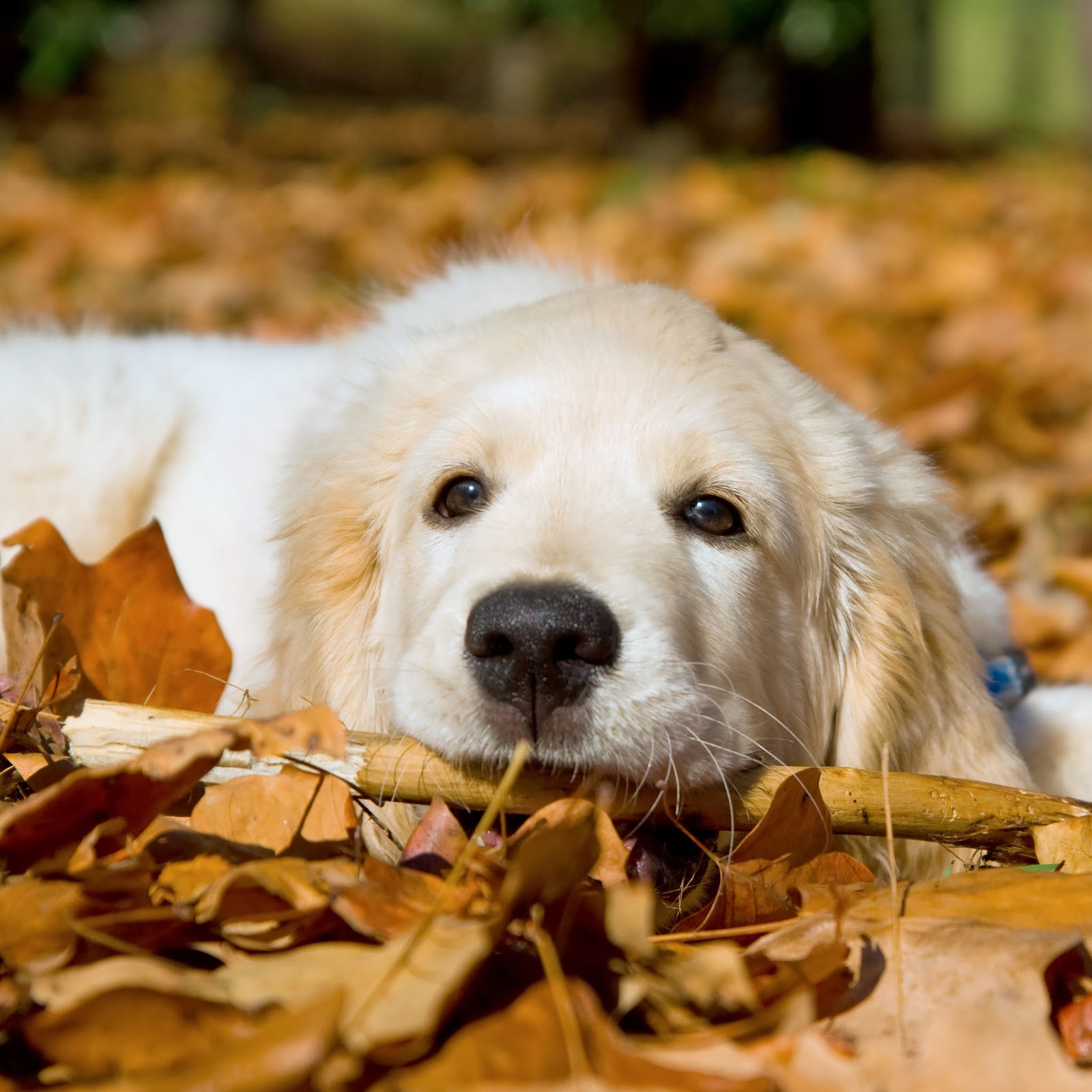 Golden Retriever Puppy for sale in India | 50% OFF