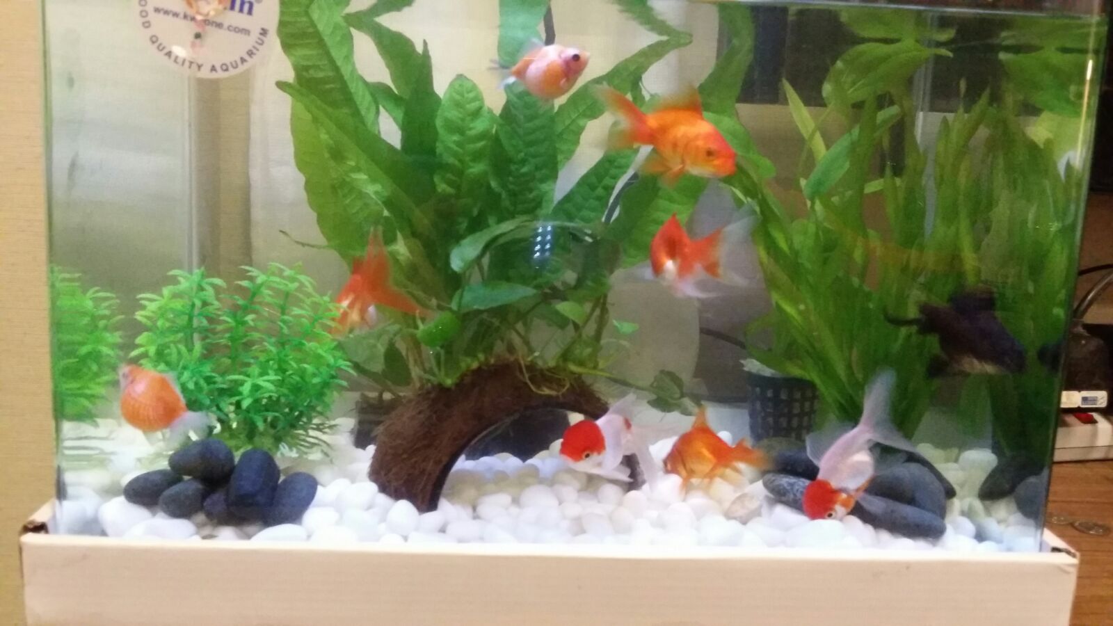 Under The Angsana Tree Lucky Number of Fish in a Tank