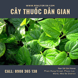 công dụng của lá lốt trị bệnh