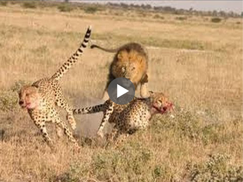 Lion vs cheetah fight - AMAZING ANIMAL