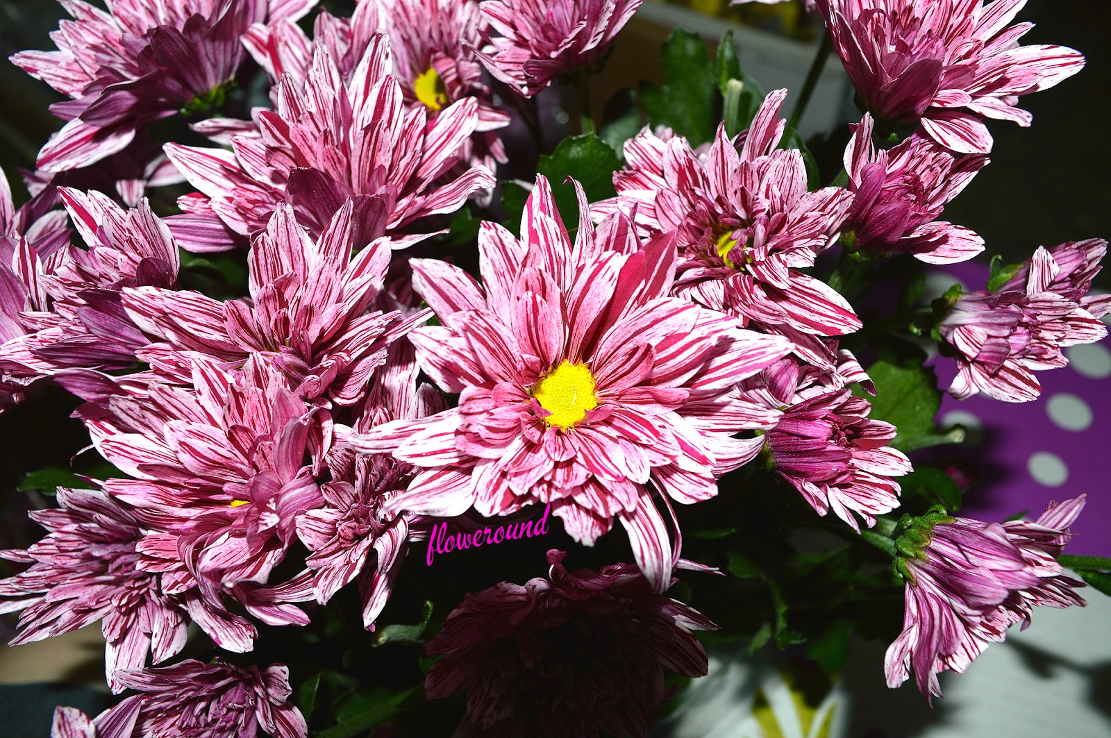 FLOWEROUND certainly, for you. Cut Flowers Chrysanthemum