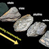 The Formation of Foliated Metamorphic Rock 