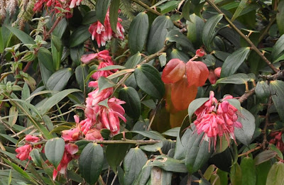 colmillo Cavendishia bracteata sudamerican plants