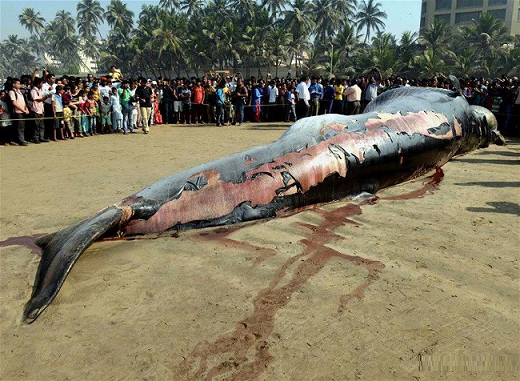 40 foot whale mumbai india beach