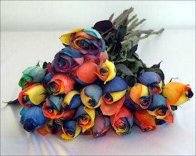 Rainbow Roses 9
