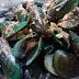 [Recipe] Mussels cooked in ginger, garlic, butter, old bay seasoning, and soju