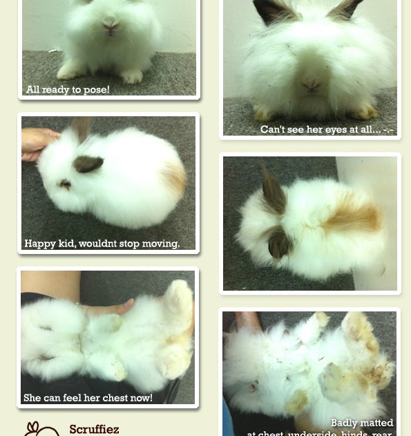 Scruffiez Store Rabbit Guinea Grooming