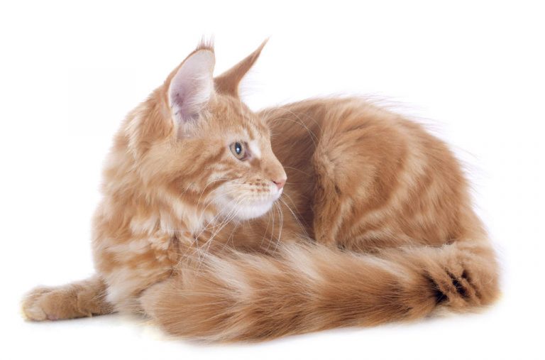 أفضل أنواع القطط المنزلية قط أنغورا تركي angora turkish