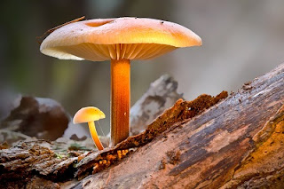 fungi  (jamur)
