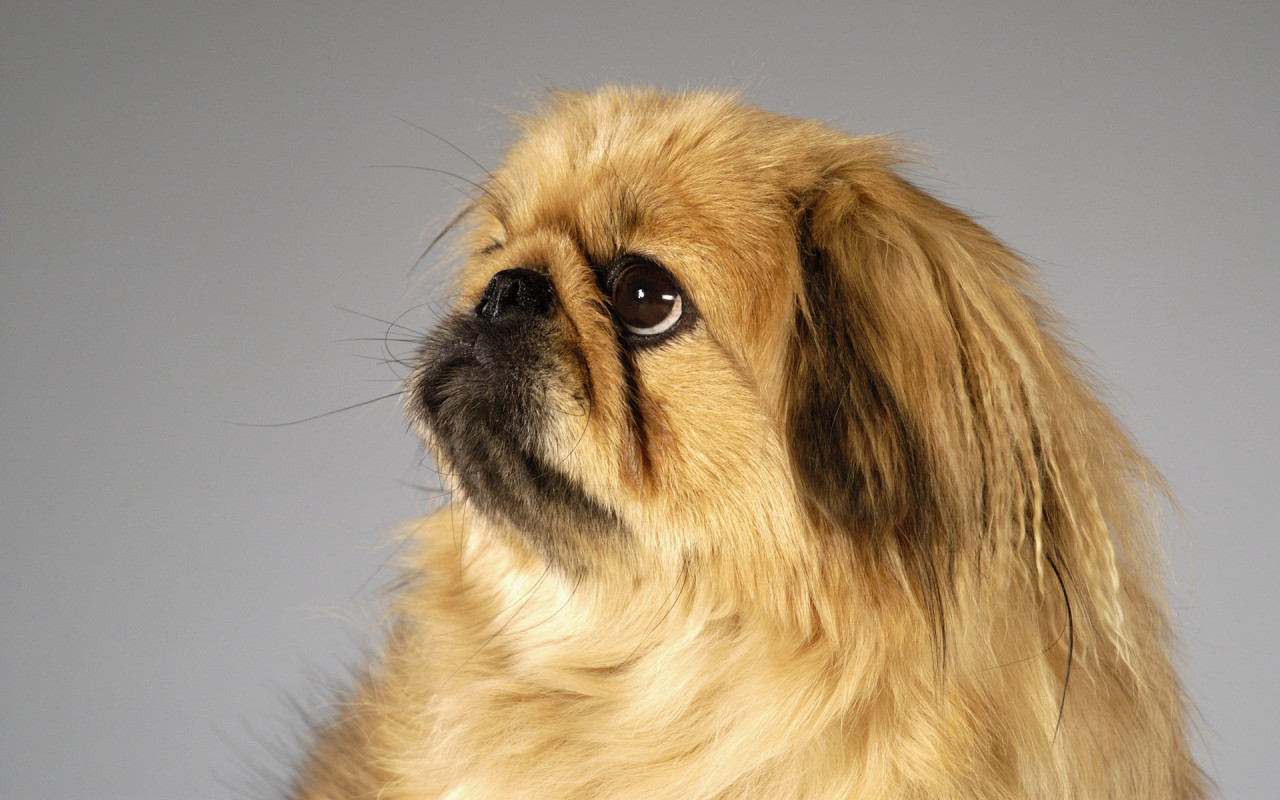 Pekingese Pictures 43