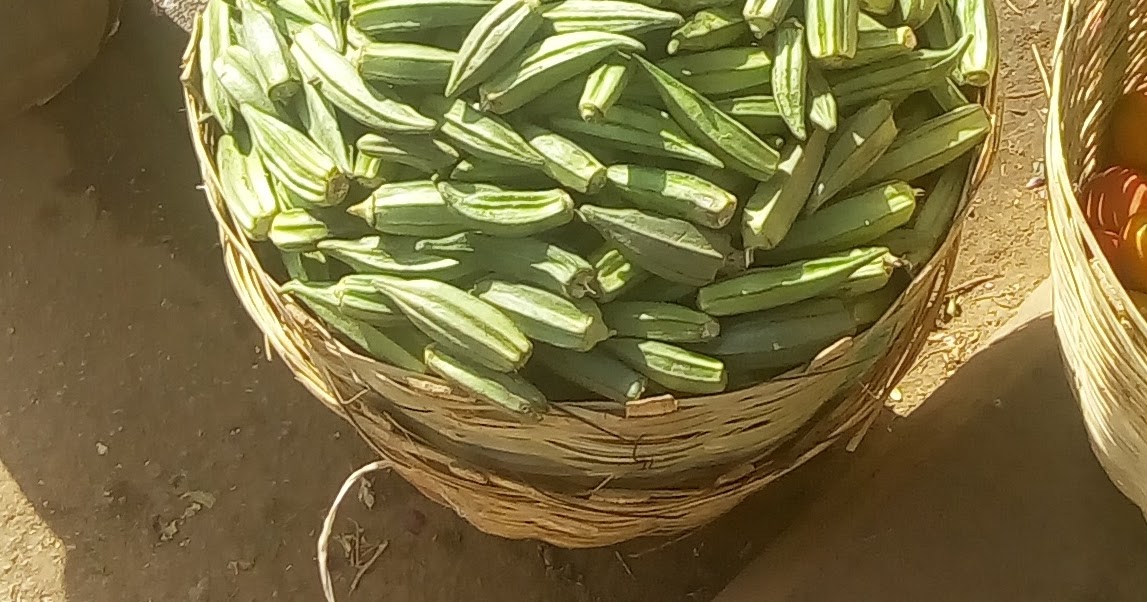 FRUITS OKRA OR OKRO FRUIT[ABELMOSCHUS ESCULENTUS]