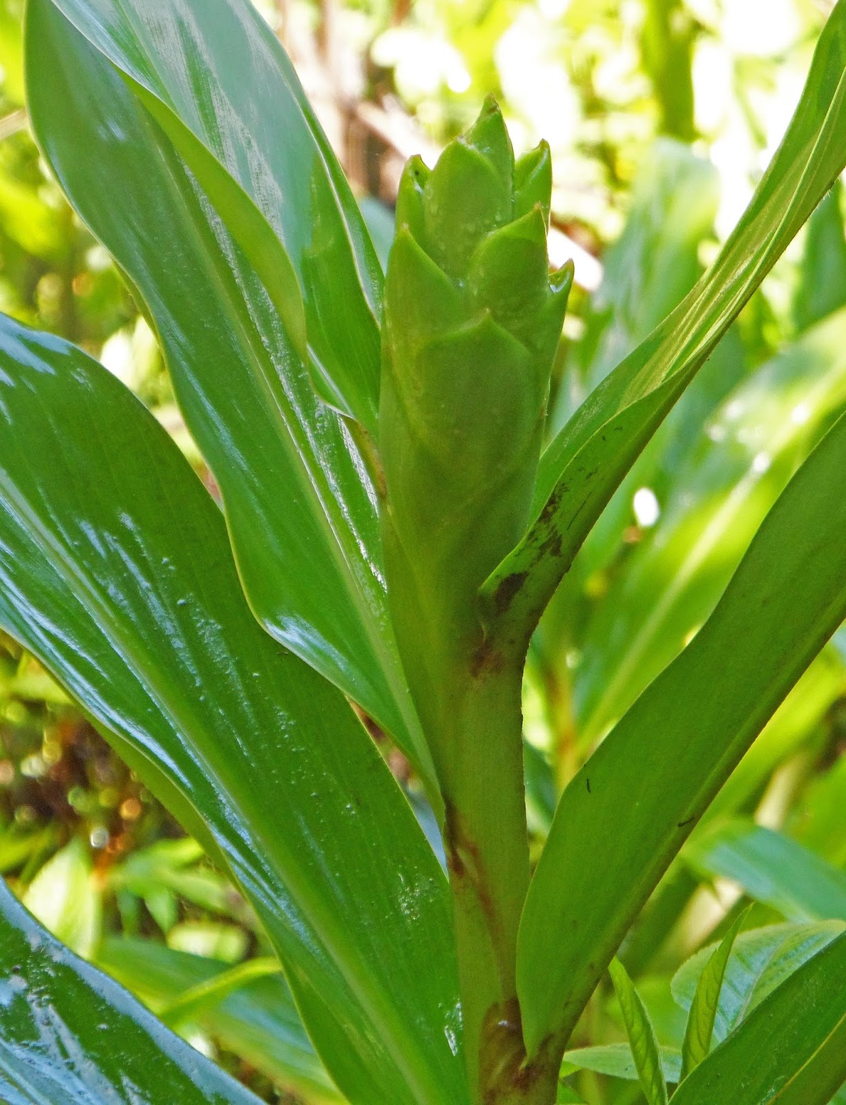 Lírio-do-brejo (Hedychium coronarium J.Koenig) | A planta da vez