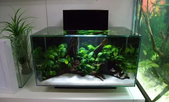 Aquarium Mini