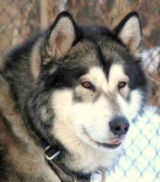 dogs alaskan malamute vs siberian husky can t decide between