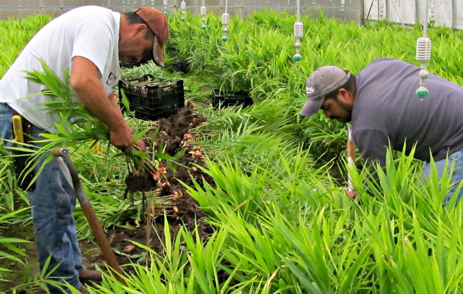 Harmony Valley Farm Vegetable Feature Fresh Baby Ginger!