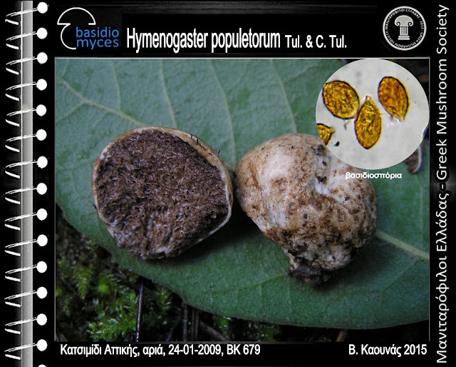 Hymenogaster populetorum Tul. & C. Tul.