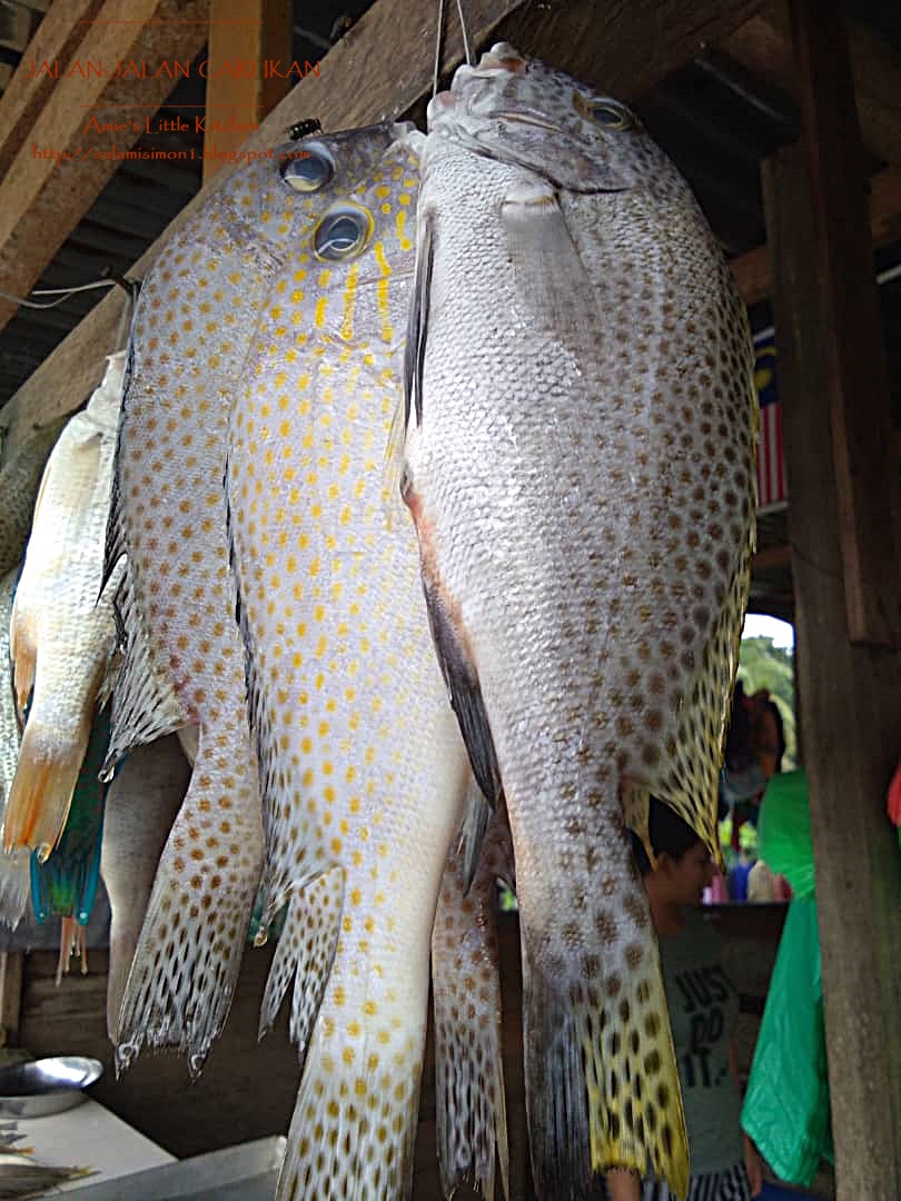 Amie S Little Kitchen Memburu Ikan Segar Di Kala Petang Amie S Little Kitchen Memburu Ikan Segar Di Kala Petang
