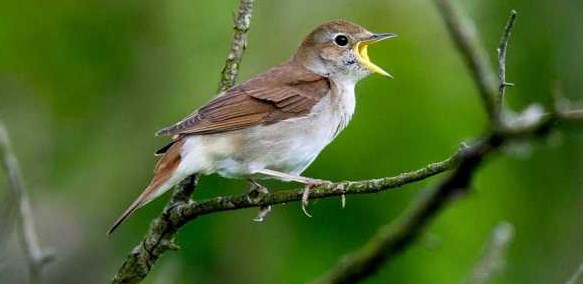 Dari Mana Asal Burung Sikatan Londo?