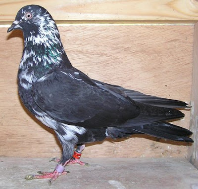 Culbutant Francais - french pigeons