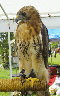 photo of red tailed hawk reference photo of red tailed hawk taken by Judy Lavoie