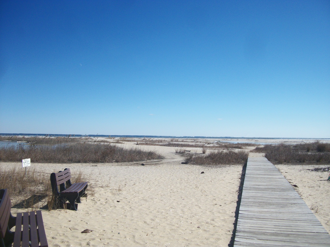 Peaceful dog: Calvert Cliffs State Park