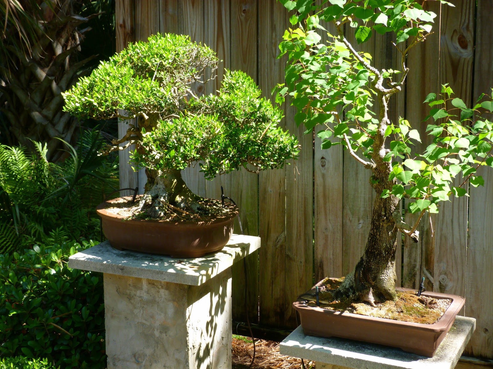 Jardín Bonsái un lugar para mostrar nuestros árboles BONSAI BIOARTE