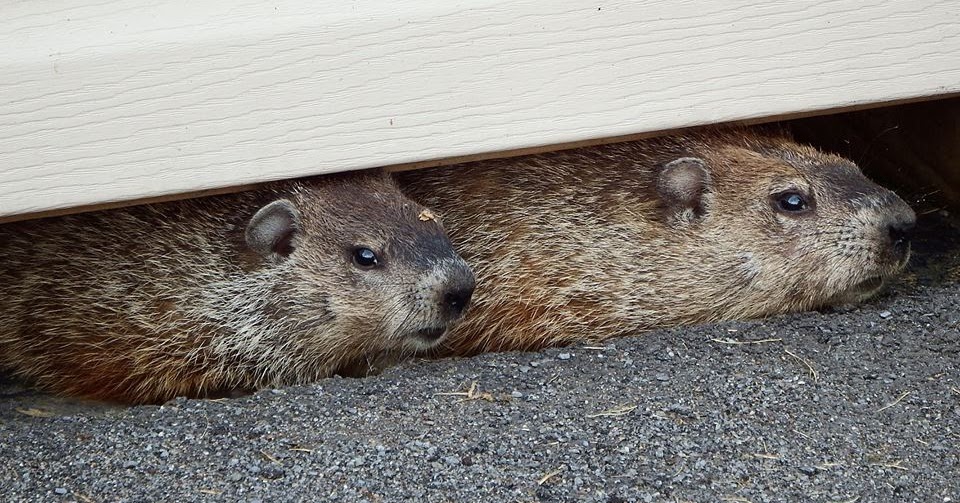 New York State of Mind GROUNDHOG DAY