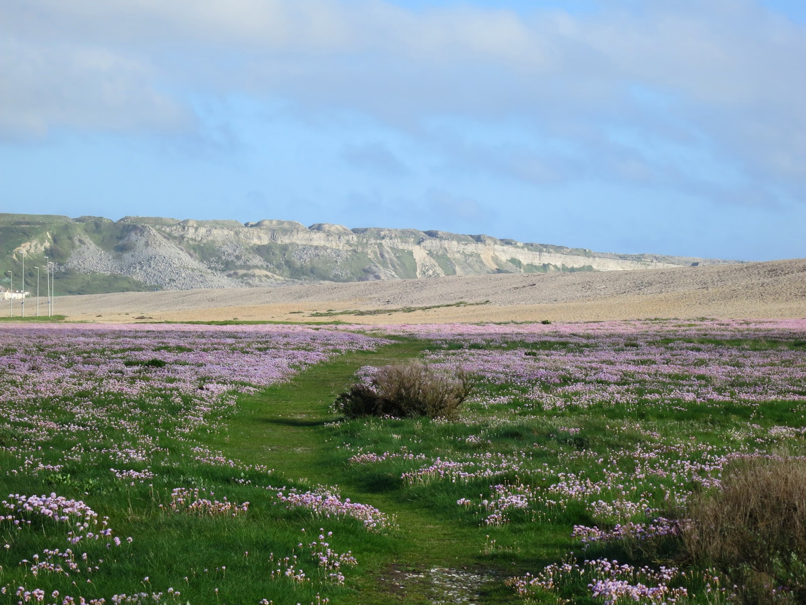 Path between Chesil Beach and the causeway to Portland. May 6th 2014