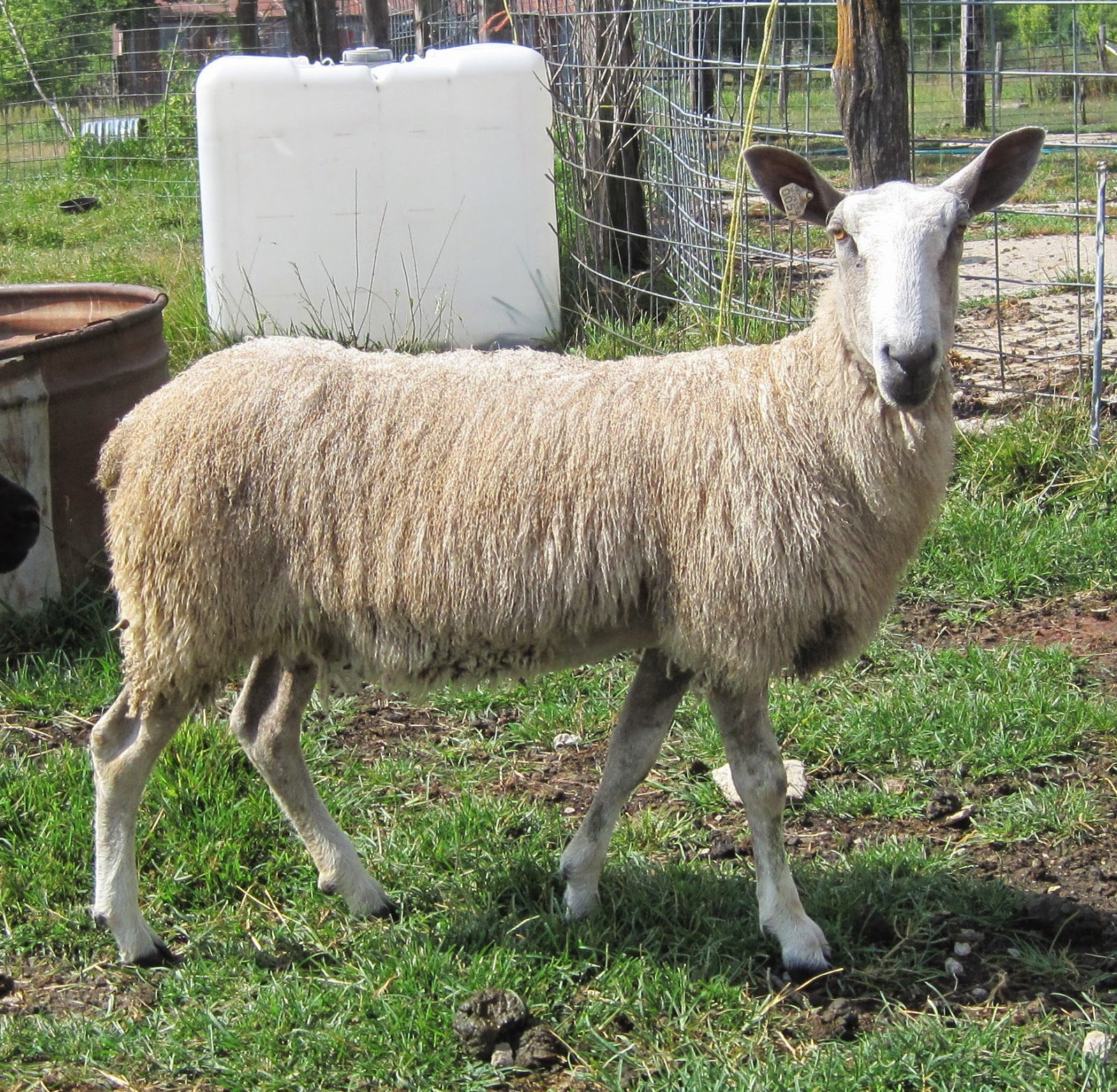DreamCatcher Sheep & Fiber Farm 2014 Sheep for sale, Bluefaced Leicester & crosses
