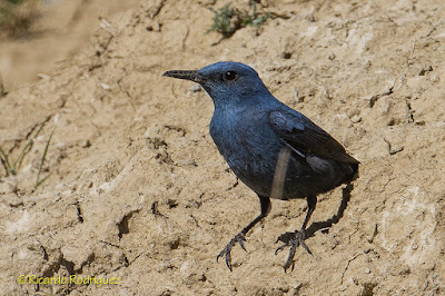 Macho de roquero solitario (Monticola solitarius)