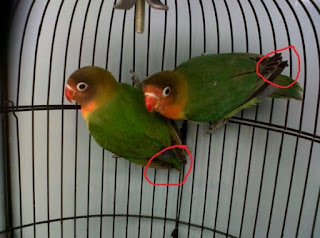 cara membuat lovebird ngekek panjang,membedakan lovebird jantan dan betina umur 2 bulan,cara menjodohkan lovebird,cara ternak lovebird,cara membedakan lovebird jantan dan betina dewasa,